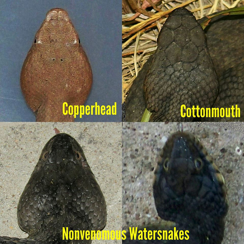 Snake Head Shape (2)