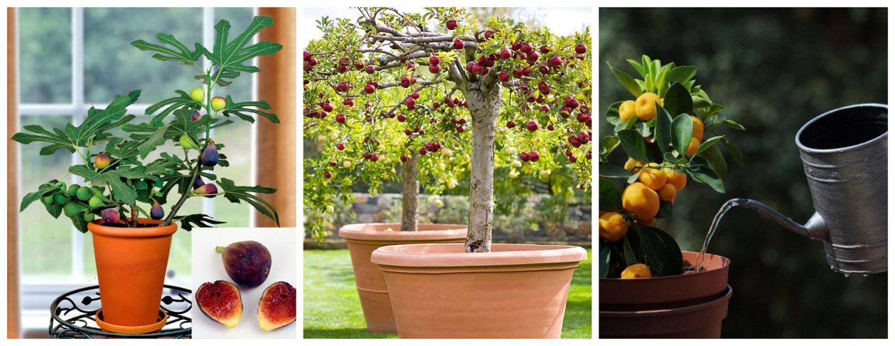 ¿Cómo sembrar árboles frutales en maceta?