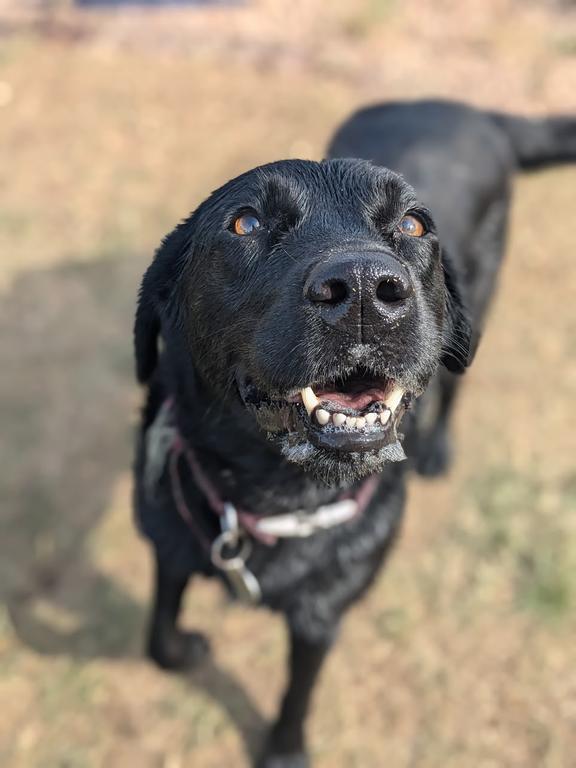 Playing Dog