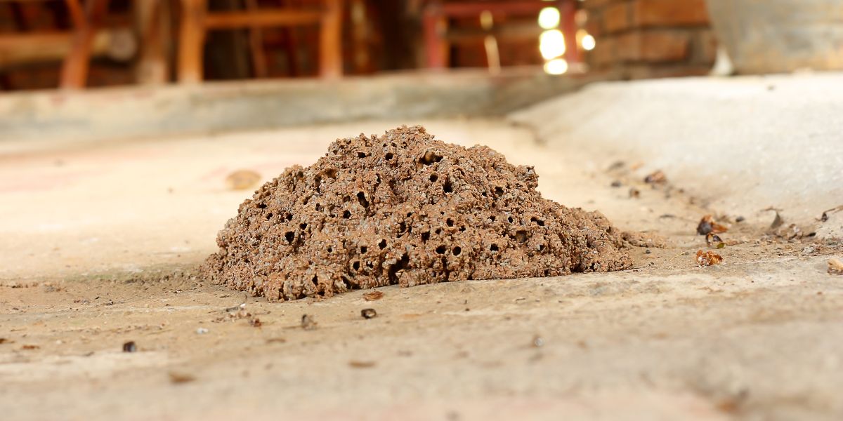 Termite treatment Coffs Harbour