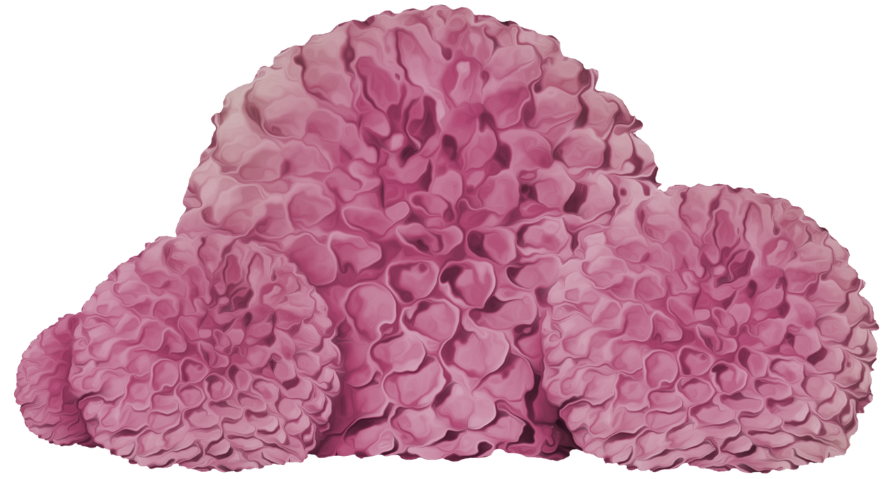 e41_ks