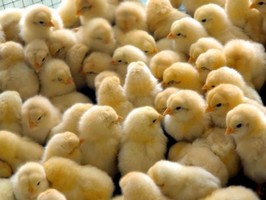 Немецкий суд признал законным уничтожение цыплят-самцов в инкубаторах