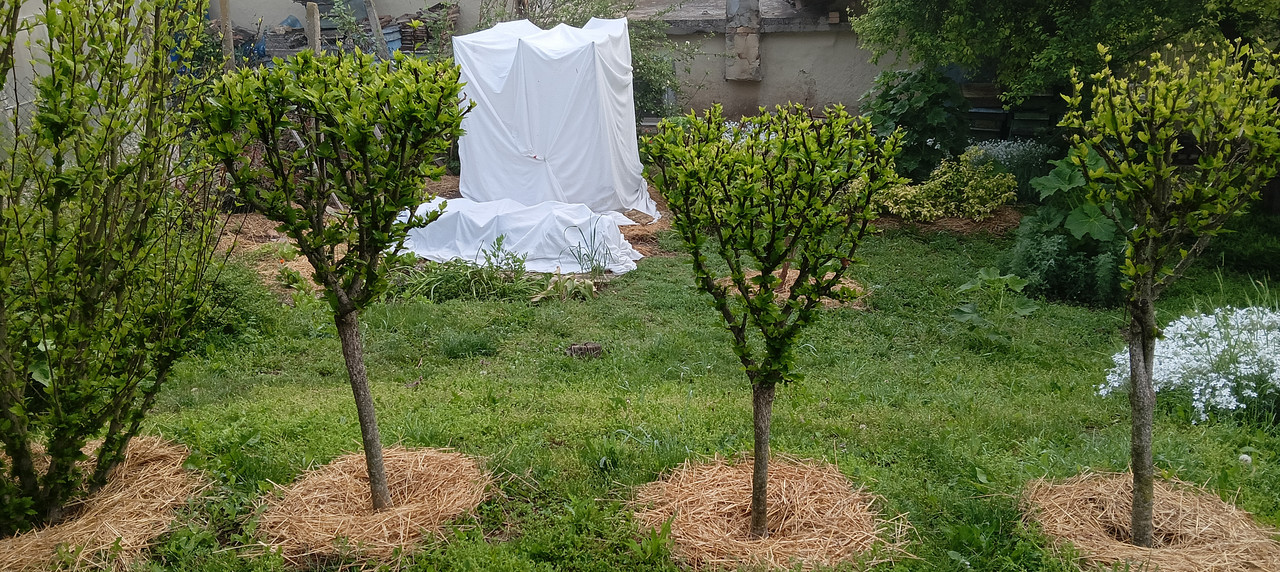 IMG20250514071215