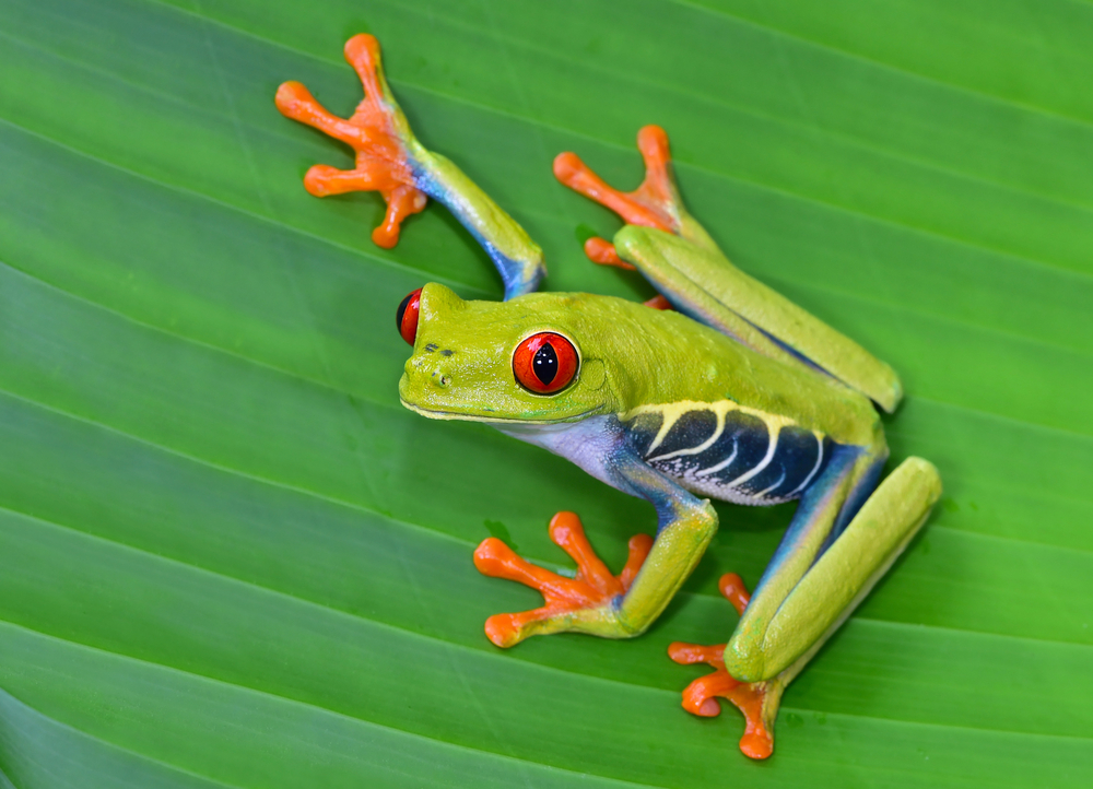 shutterstock-223329445.jpg