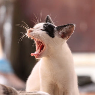 Cat yawning