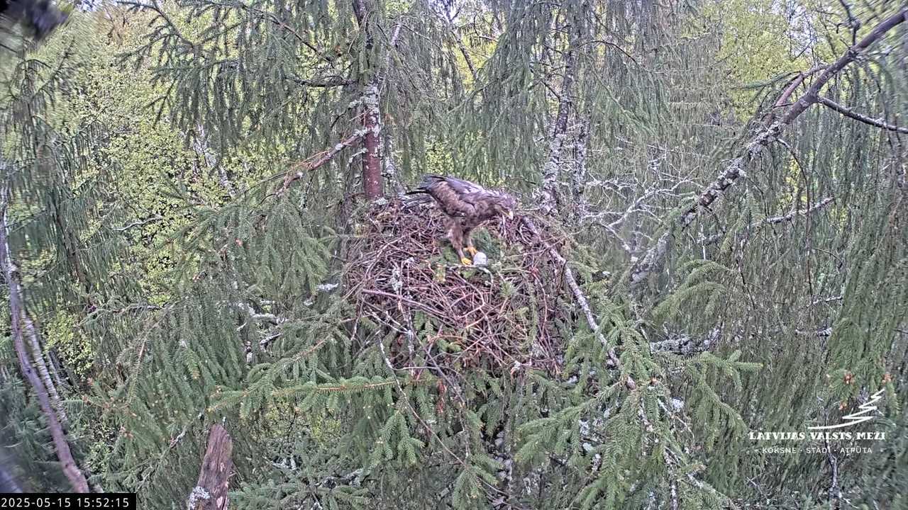LVM mazais ērglis Lisiņa, egle2 – Lesser Spotted Eagle 14-30-25 screenshot
