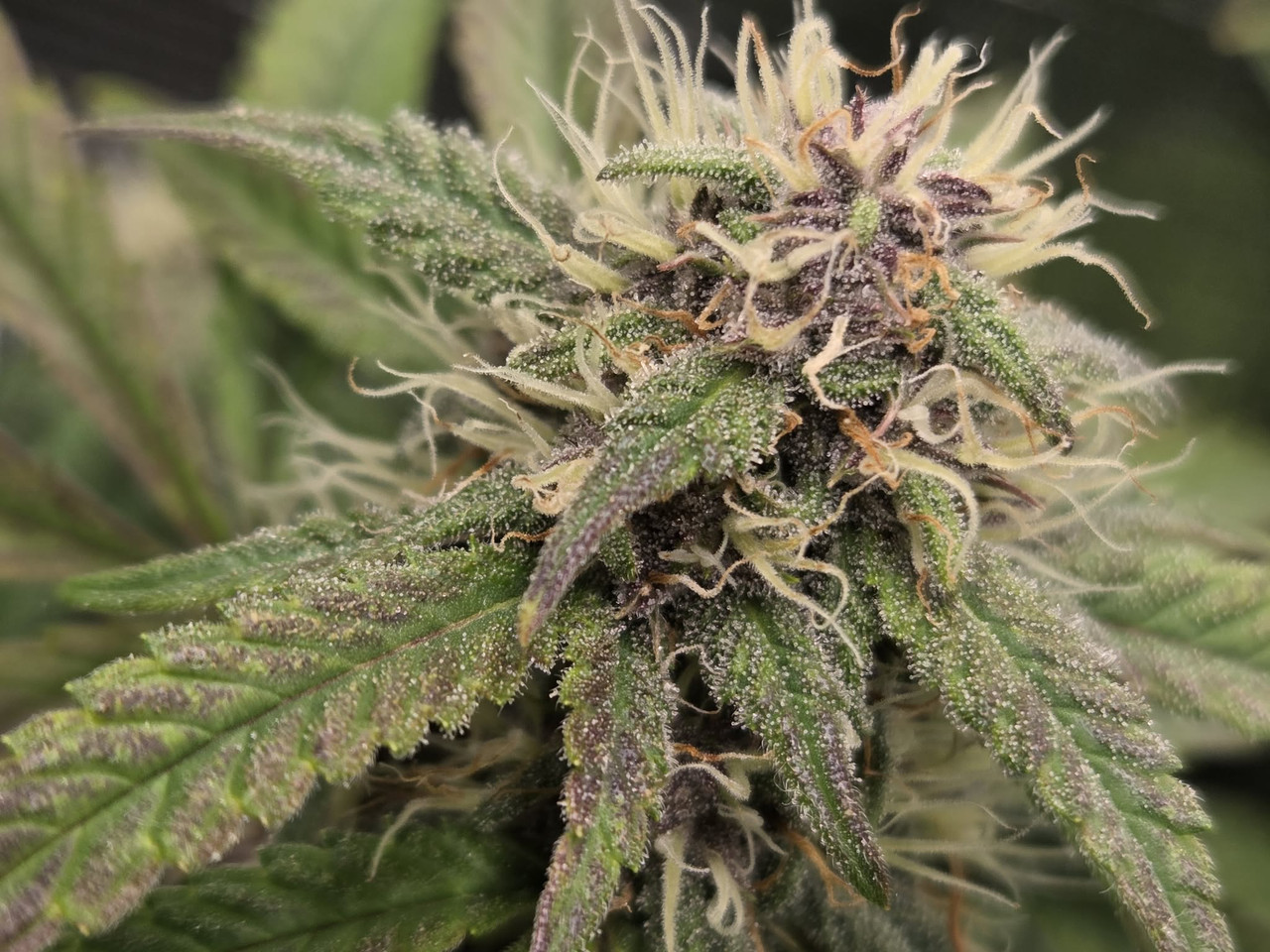 Messenger creation 71CA78B1 7A92 4EC0 8D66 6DB6B8801D95