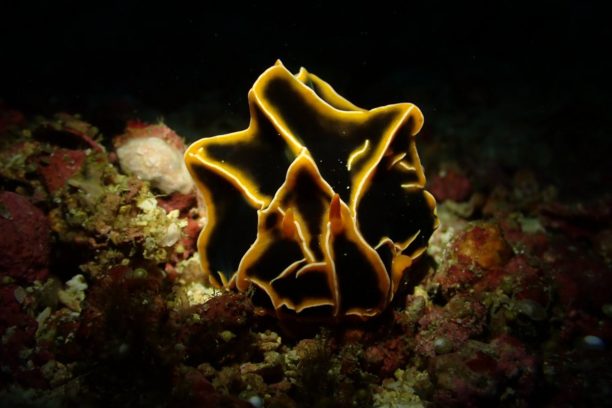 A8FEACEA-E2C3-43B7-9EC4-AB218187705F