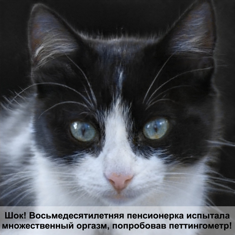 как правильно чистить уши кошке