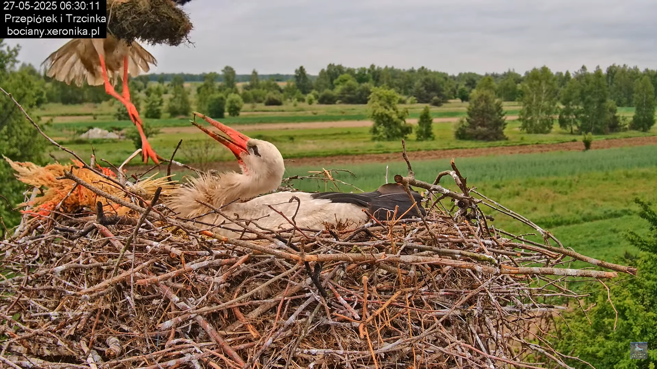 27052025bociany13