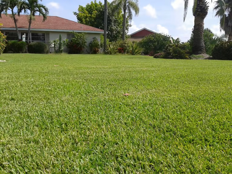 commercial sod supplier Tampa
