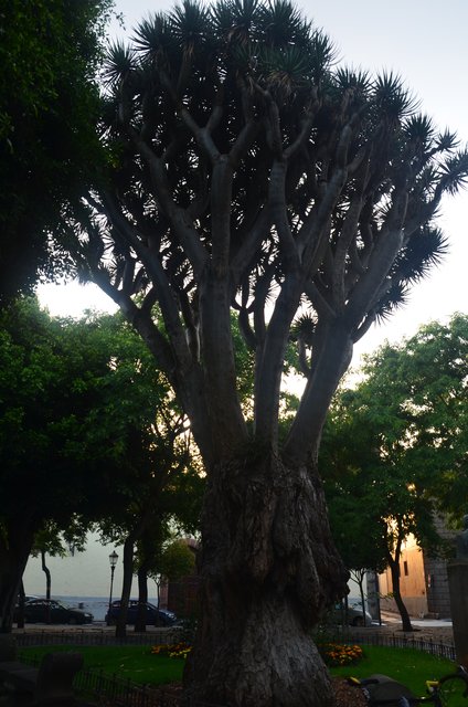 San Cristóbal de la Laguna-7-8-2016 - Islas Canarias y sus pueblos-1991/2025 (11)