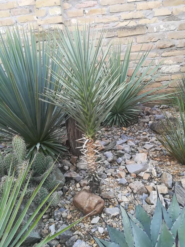 Mrazuodolné juky - rod Yucca - Stránka 12 67834575-458255081684869-5532435399332331520-n