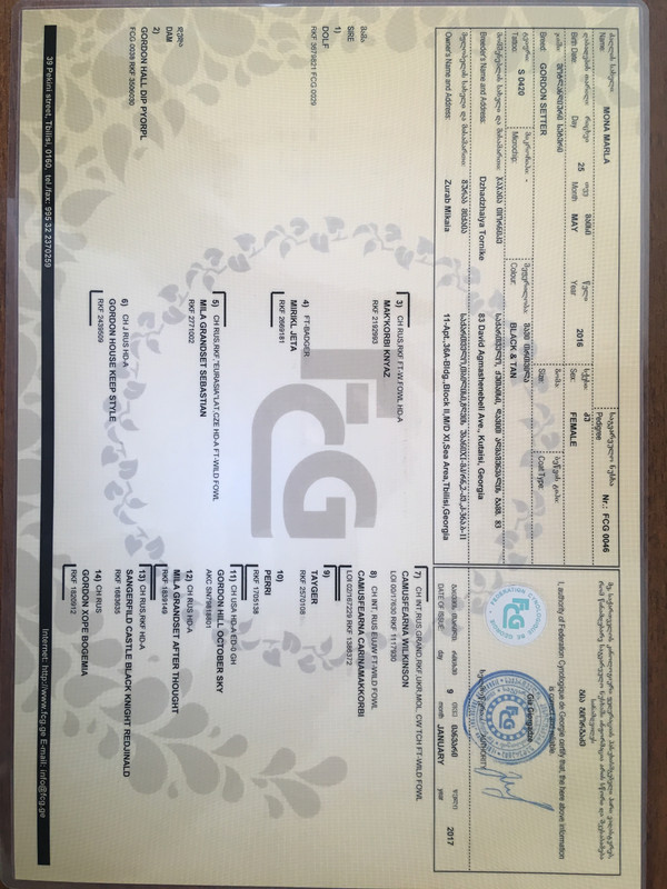 ძუს საგვარეულო, წინა გვერდი