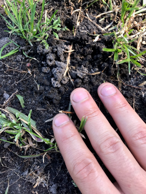 Remove bucking mound bermonow