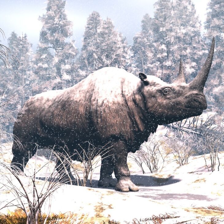 WoollyRhinoDR