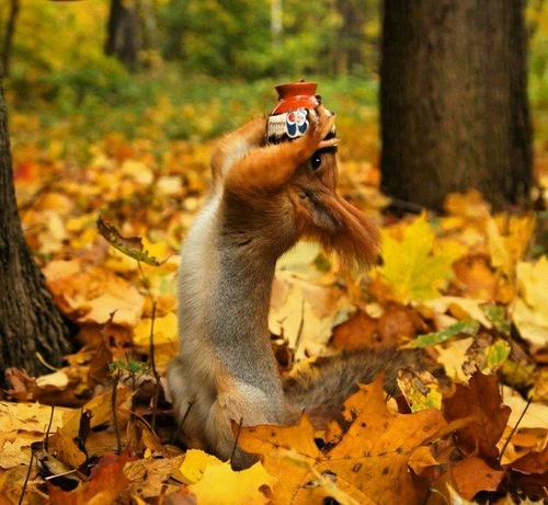 Fall-Squirrel-last-drop