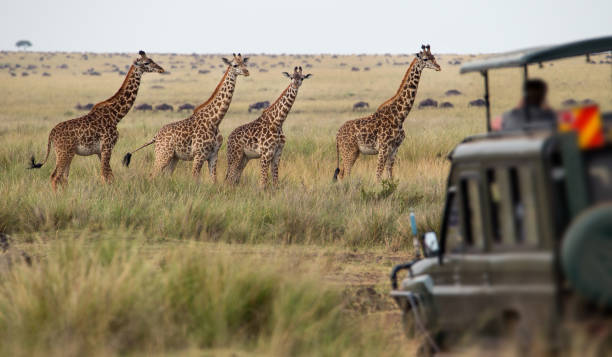 luxury safari Tanzania