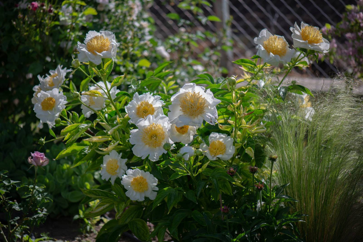 IMG-671d58f5d2dcd04954a1b7f02cb72c46-V