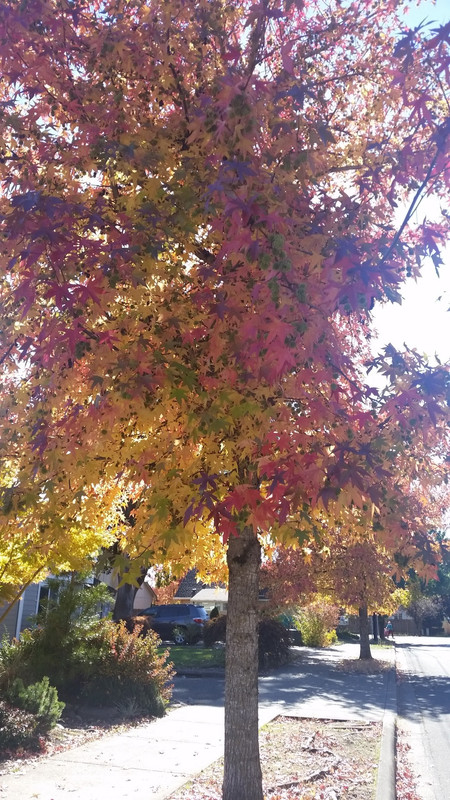 [Image: 20181016-121356.jpg]