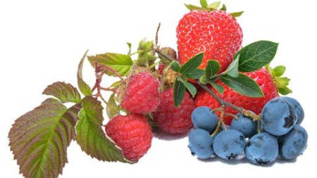 Soft Fruit Gardening - Easy Growing Guide