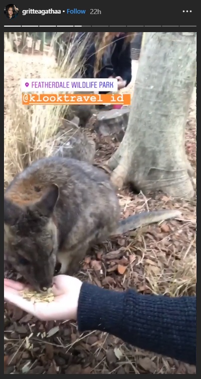 Gritte Agatha memberi makan Kanguru di