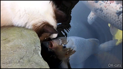 Cute-Cat-GIF-Amazing-Ragdoll-Cat-gives-Koi-carp-a-little-kiss-Adorable-interspecies-friendship.gif