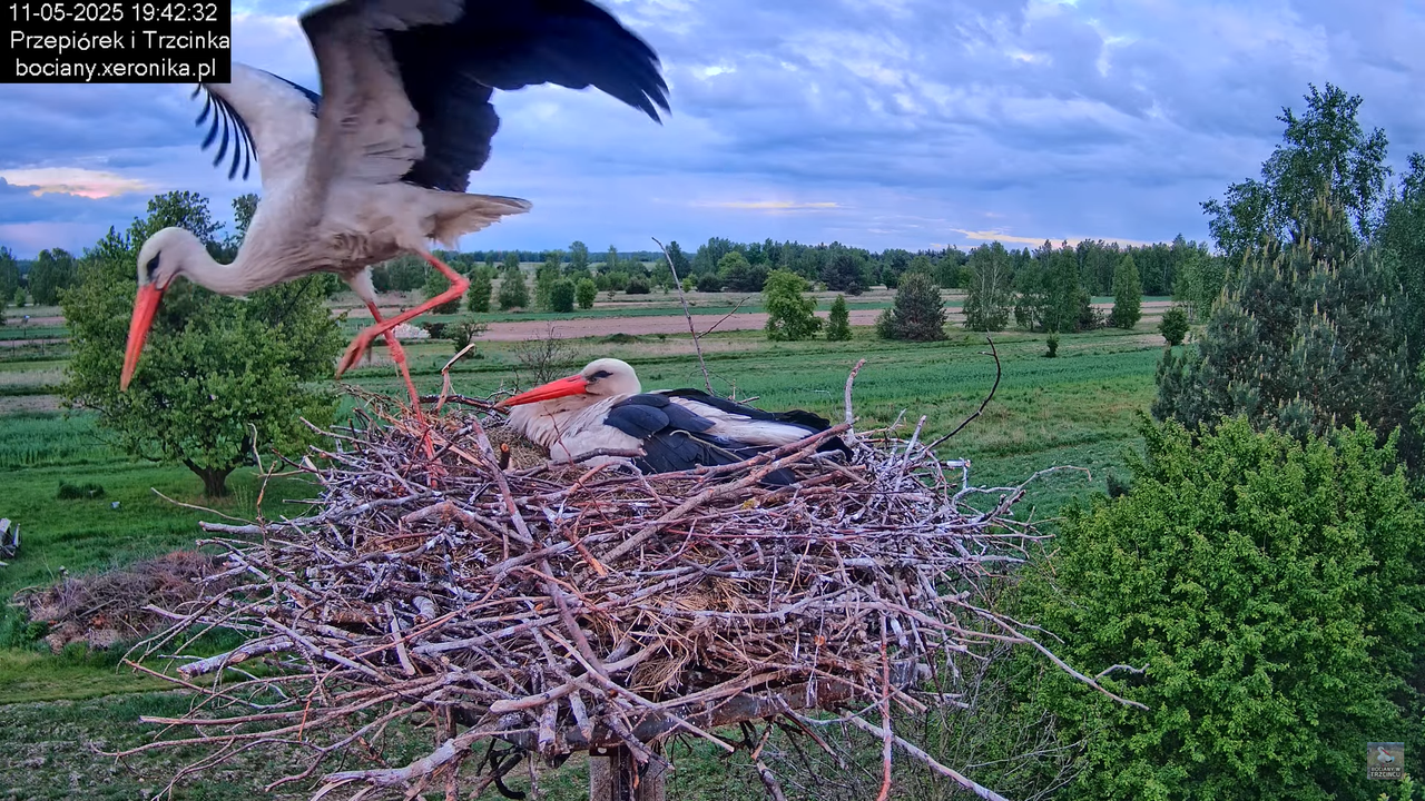 11052025bociany36