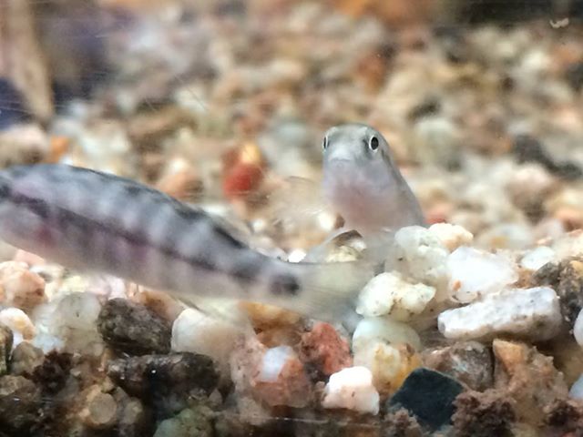 orthochromis indermauri 1