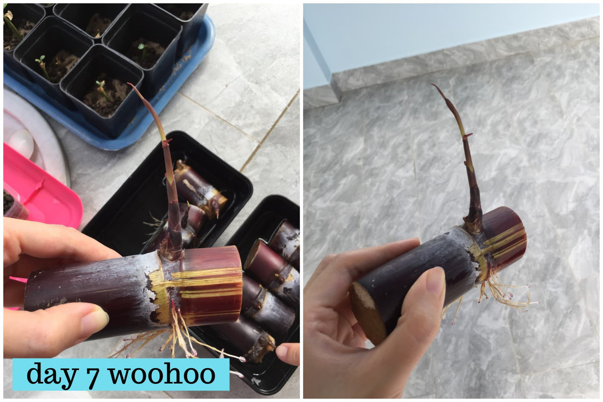 day-07-biggest-cane.jpg