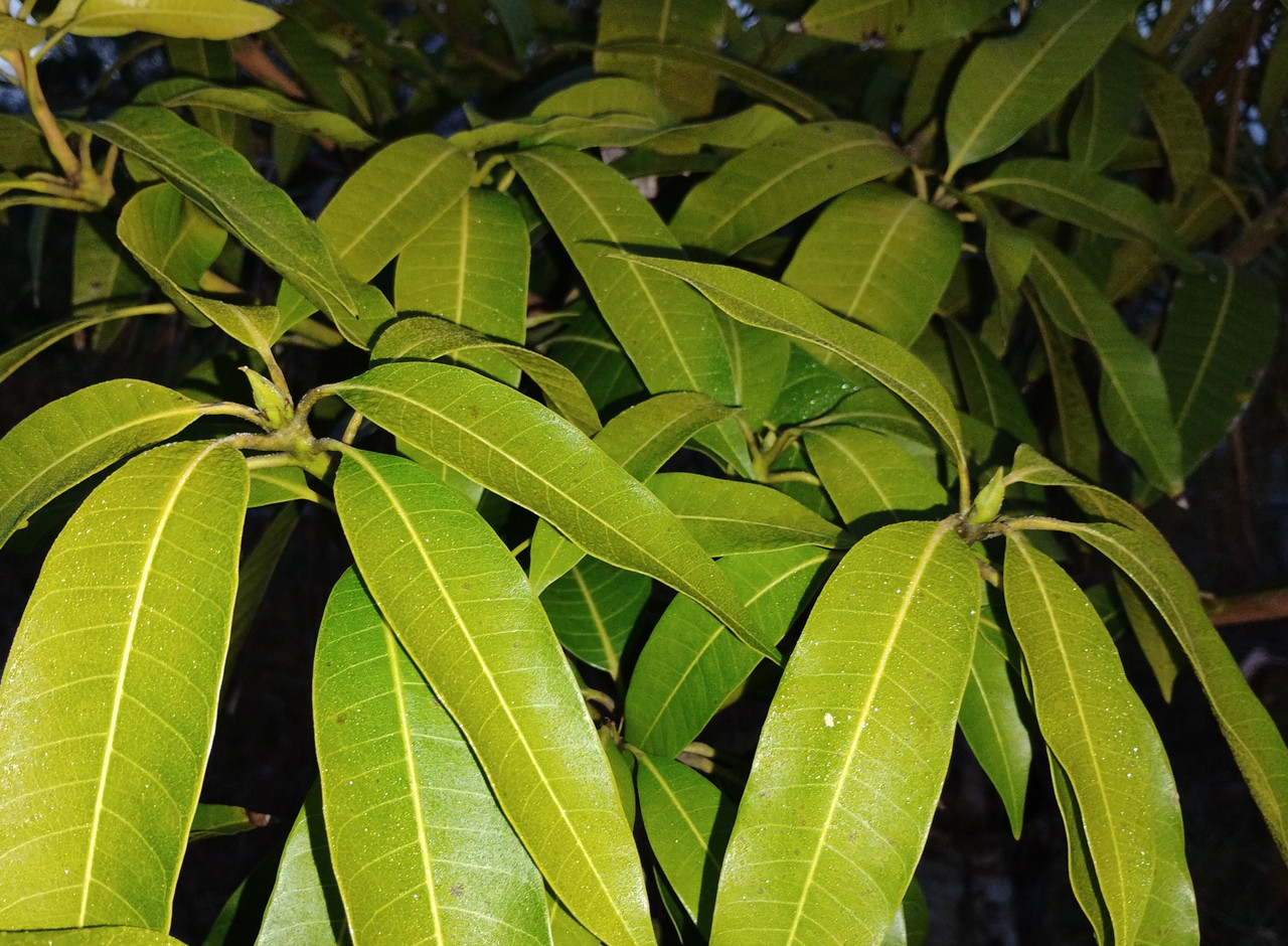 IMG 20260118 070955293 2