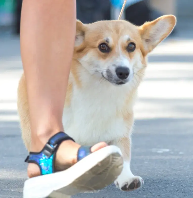 ОЛИВА ВЫСТАВКА