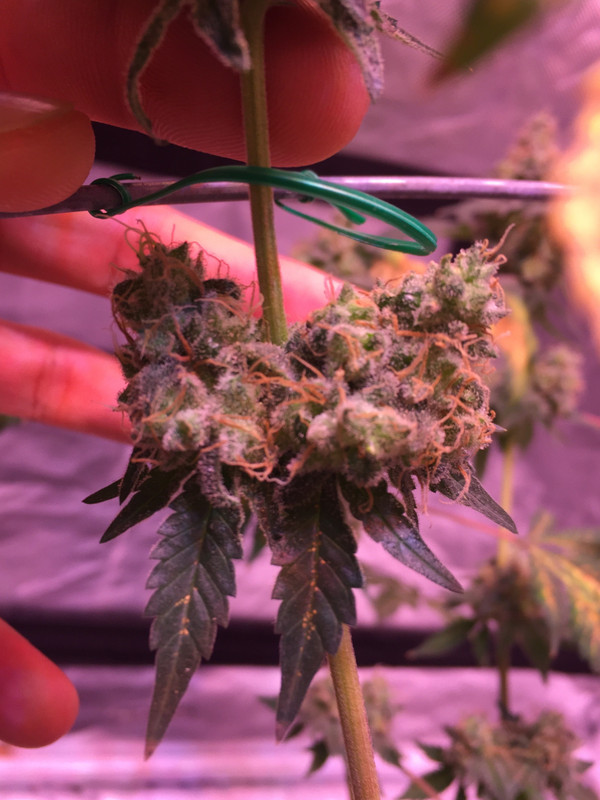 4963D9DB-67A4-4192-966C-EF77A78D3C96