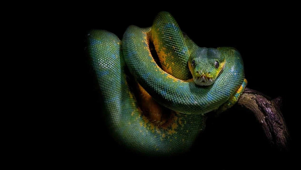 Скриншот 24-03-2025 152442