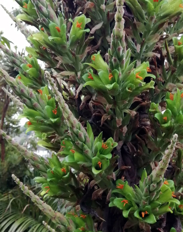 puya1706b
