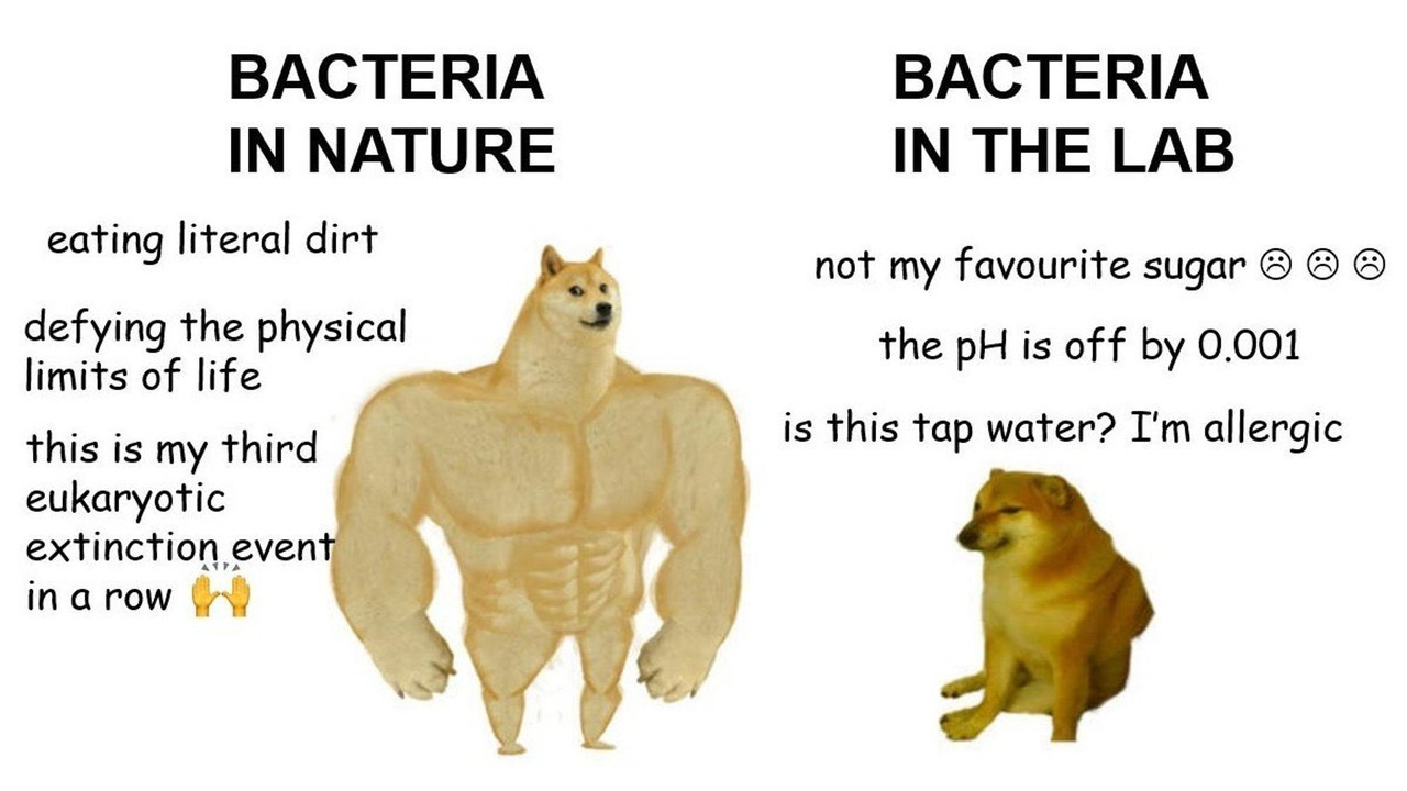 bacteria.jpg