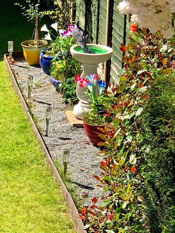 garden-pigeon-bird-bath-HD.jpg