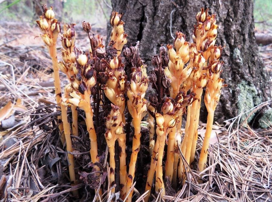 Monotropa uniflora - шедевр эволюции без хлорофилла и фотосинтеза Monotropa uniflora - шедевр эволюции без хлорофилла и фотосинтеза