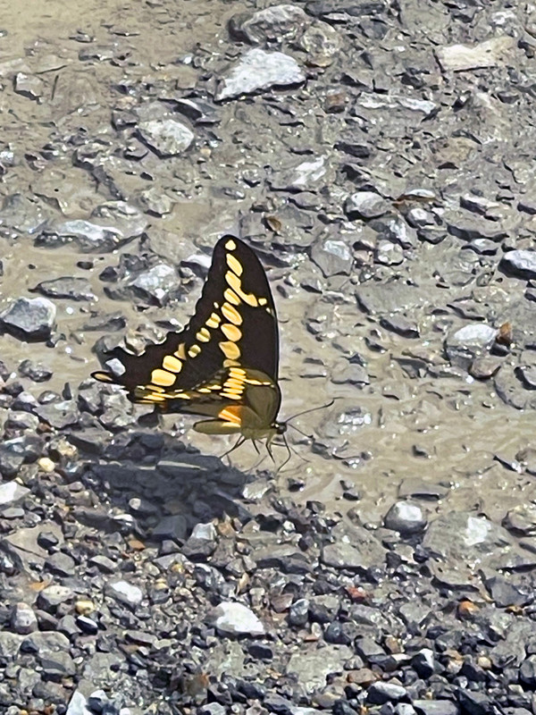 [Image: Butterfly.jpg]