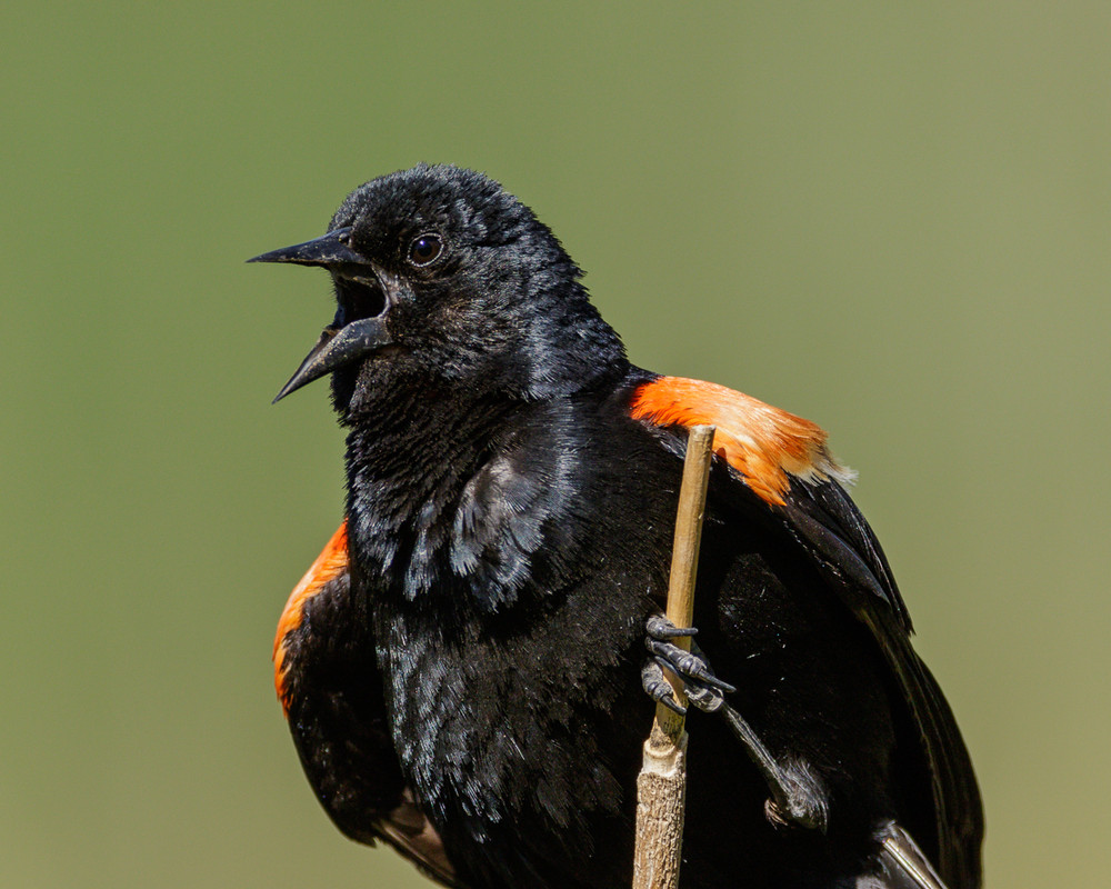 Red-winged Blackbird-43