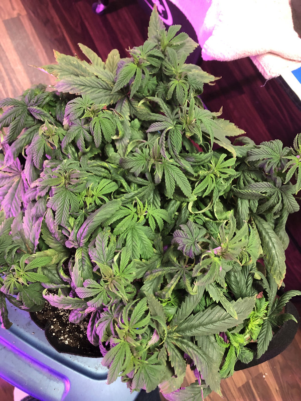 A88249A5-1DB3-4DA4-A320-162694E2164D