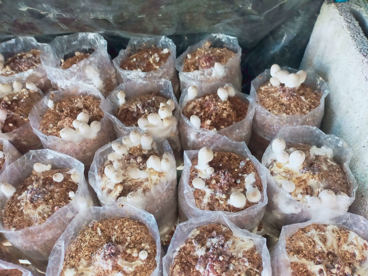 m-khwam-t-xng-kar-br-phokhs-ng