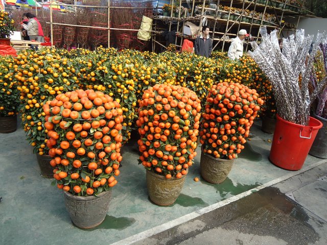 citrus 5