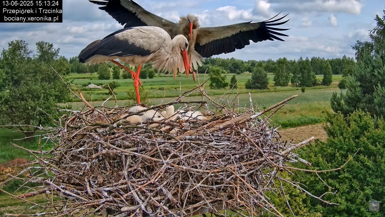 13062025bociany37
