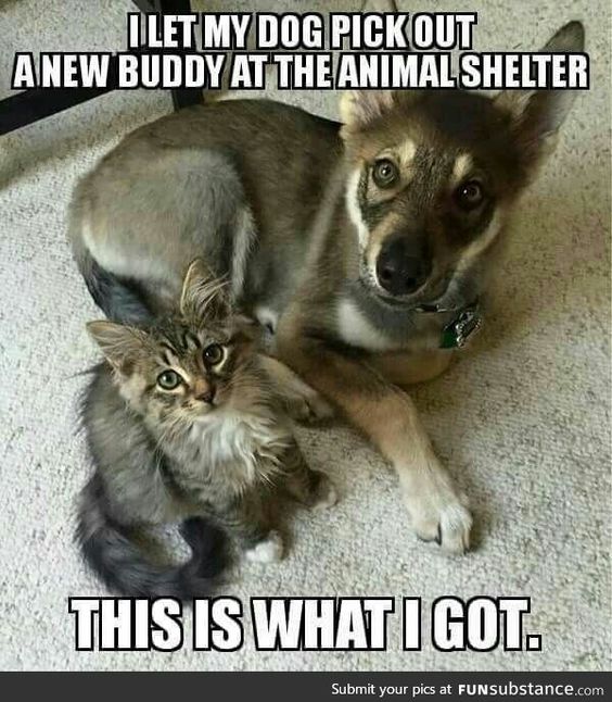 Dog Humor #2