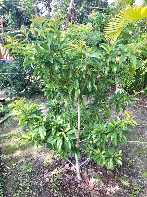 SapoSilasWoodstree22018
