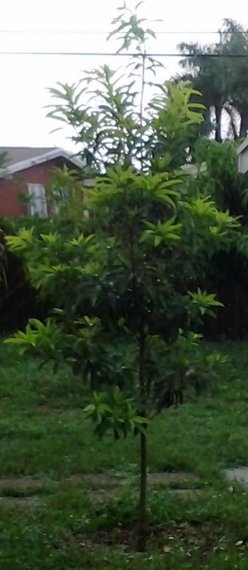 tikalsapodilla_zpsf7b0084d