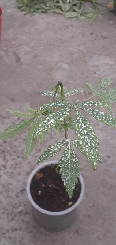 nncxnnxmobysupercrop23sep