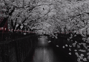 dbf6d73fec71ad4b585146211cf3011e-ezgif-com-crop.gif