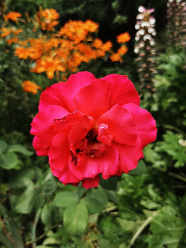https://i.postimg.cc/cJVV57KL/IMG_20230620_150102.jpg